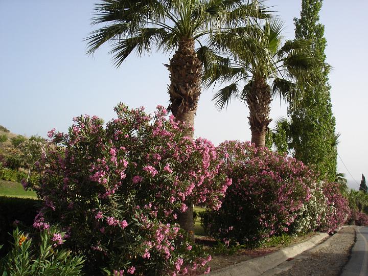 DSC02927 - Pafos